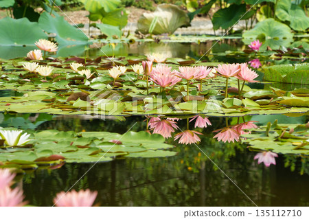 Water lilies in the morning light Water lilies in the morning light 135112710