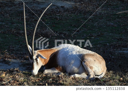 Scimitar oryx Oryx dammah Scimitar oryx Oryx dammah 135112838
