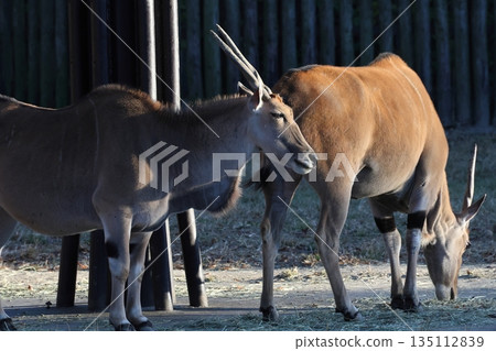彎刀羚羊（Oryx dammah） 135112839