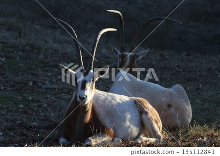 彎刀羚羊（Oryx dammah） 135112841