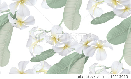 Floral seamless pattern, white plumeria flowers with leaves on white 135113013