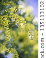 Mimosa flowers swaying softly against the blue sky, blurred background, copy space 135113102