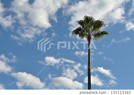 風景與棕櫚樹、藍天和雲彩 風景與棕櫚樹、藍天和雲彩 135113163