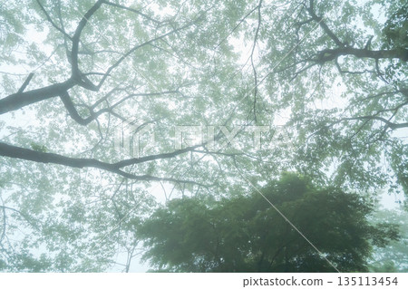 有霧的 霧 薄霧 135113454
