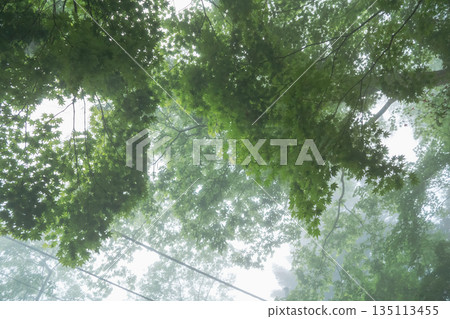 有霧的 霧 薄霧 135113455