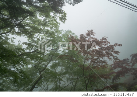 有霧的 霧 薄霧 135113457