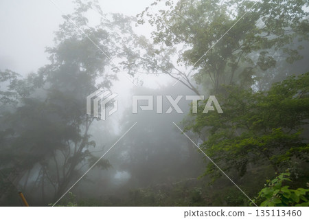 有霧的 霧 薄霧 135113460