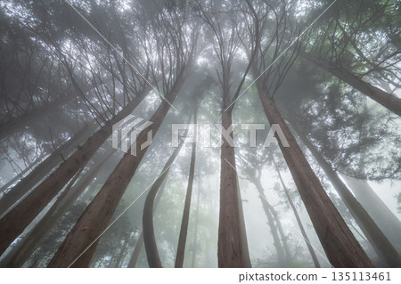 fog, foggy, forest 135113461