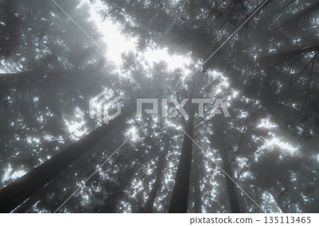 fog, foggy, forest 135113465