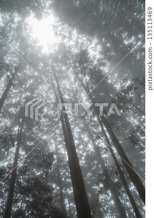 fog, foggy, forest 135113469