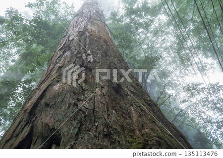 fog, foggy, forest 135113476