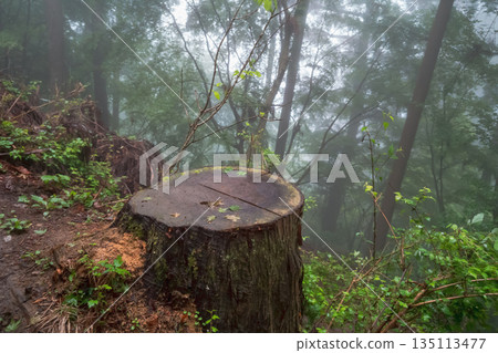 fog, foggy, forest 135113477