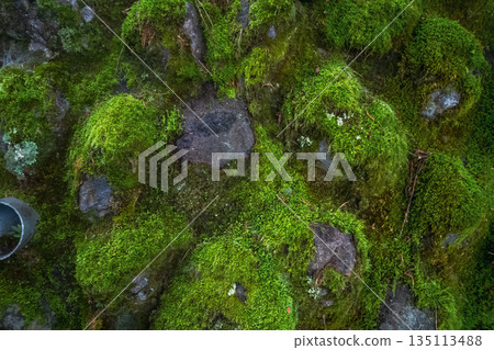 苔蘚 牆壁 牆 135113488