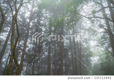 fog, foggy, forest 135113493