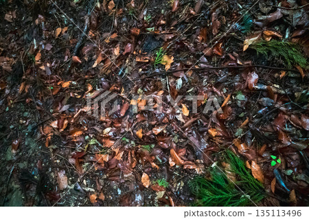 falling leafe, fallen leaves, defoliation 135113496