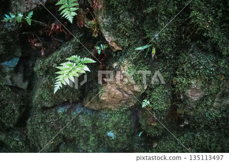 moss, leaf, foliage 135113497