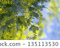 Blue sky and mimosa. Spring background material with sparkling bokeh. Copy space. 135113530