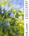 Mimosa flowers swaying softly against the blue sky. Spring vertical background. Copy space. 135113597