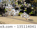 Blue sky and cherry blossoms in full bloom 135114041