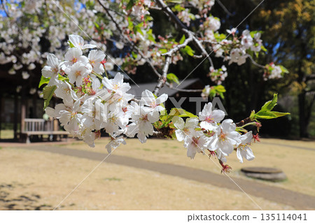 Blue sky and cherry blossoms in full bloom 135114041
