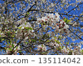 Blue sky and cherry blossoms in full bloom 135114042