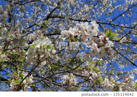藍天和盛開的櫻花 135114042