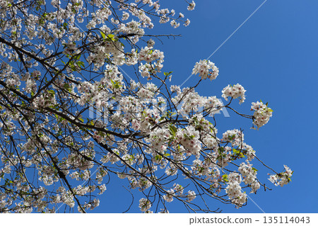 Blue sky and cherry blossoms in full bloom 135114043