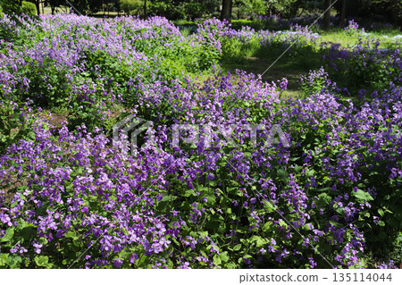 Spring Flower Field Spring Flower Field 135114044