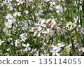 Spring Flower Field 135114055