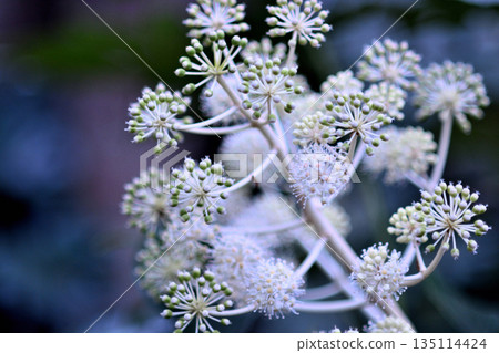 紙花 紙花 135114424