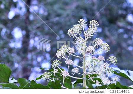 Paperplant flower 135114431