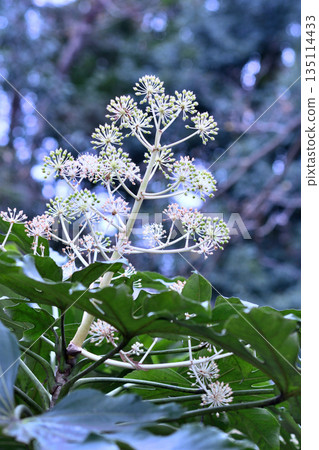 Paperplant flower 135114433