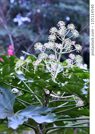 紙花 紙花 135114540