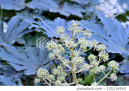 Paperplant flower Paperplant flower 135114543