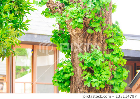 Ginkgo trees with budding green leaves and a window frame Ginkgo trees with budding green leaves and a window frame 135114797