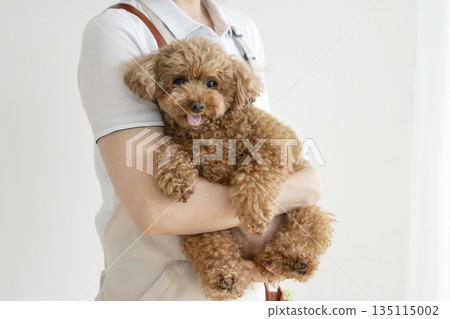 一位美容師抱著一隻5歲的玩具貴賓犬 一位美容師抱著一隻5歲的玩具貴賓犬 135115002