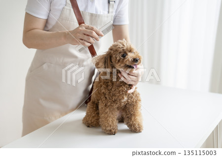 美容師正在幫一隻玩具貴賓犬梳毛。 135115003