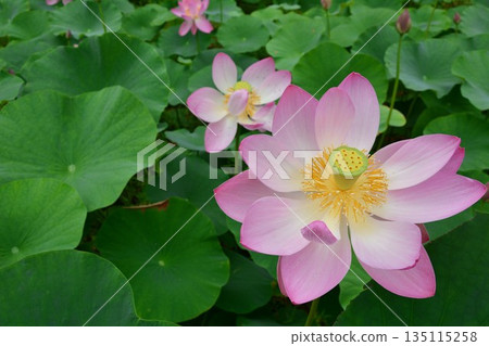 十日町市二津屋2000年樹齡蓮花 十日町市二津屋2000年樹齡蓮花 135115258