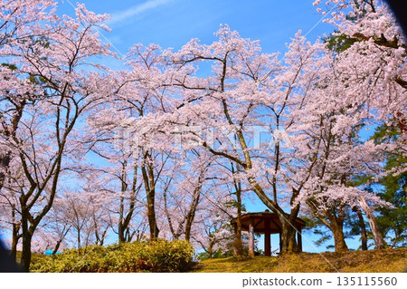 新潟縣小千屋山本山高原的櫻花盛開 新潟縣小千屋山本山高原的櫻花盛開 135115560