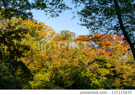 Autumnal leaves 135115635