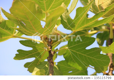 Small fig fruit Small fig fruit 135115799