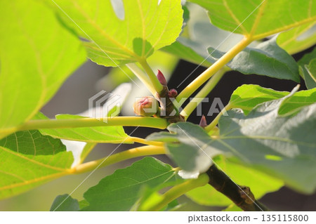Small fig fruit 135115800