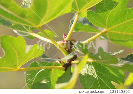 Small fig fruit 135115803