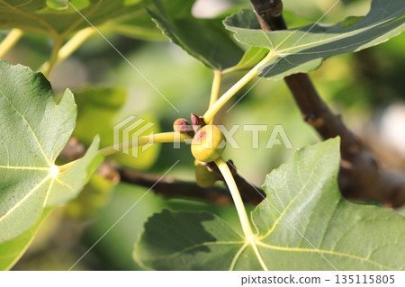 小無花果 135115805