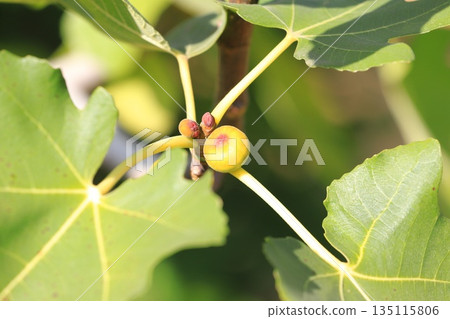 小無花果 135115806