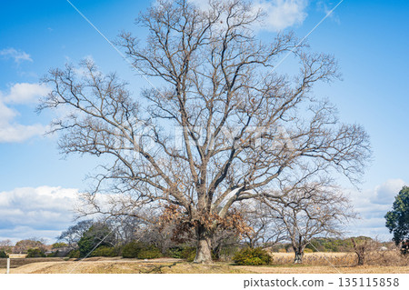 Heijo Palace Ruins National Historic Park, Nara City, Japan 135115858