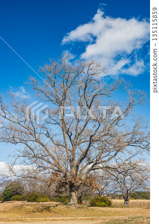 Heijo Palace Ruins National Historic Park, Nara City, Japan 135115859