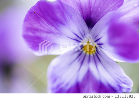 Viola, a member of the violet family, has the flower language of "family happiness." Viola, a member of the violet family, has the flower language of "family happiness." 135115923