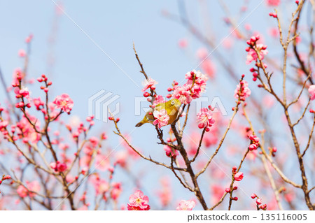 White-eye searching for nectar of plum blossom 135116005