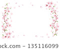 Pale cherry blossom frame 135116099